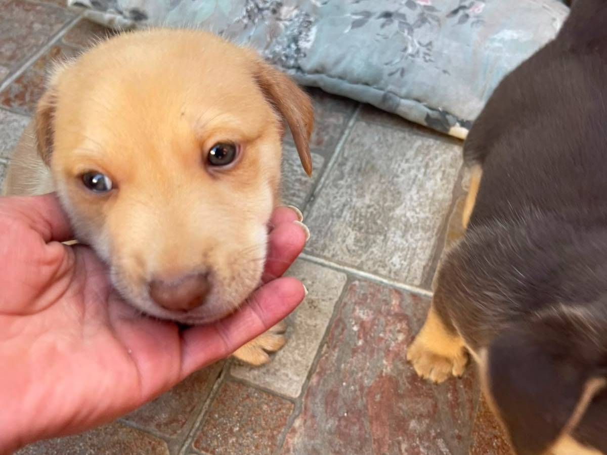Adotta un cane, maschio, 2 mesi, Frosinone