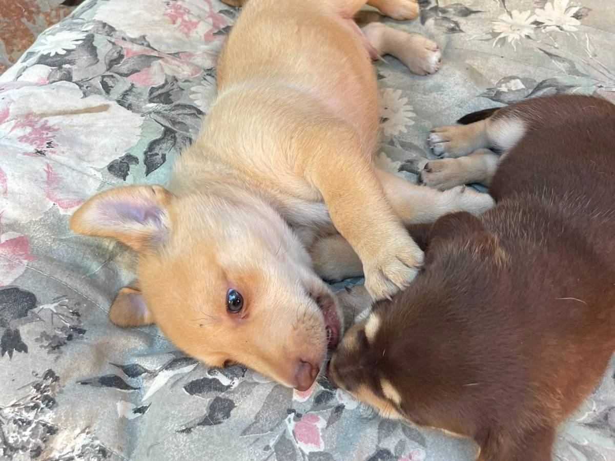 Adotta un cane, taglia media contenuta, maschio, Frosinone