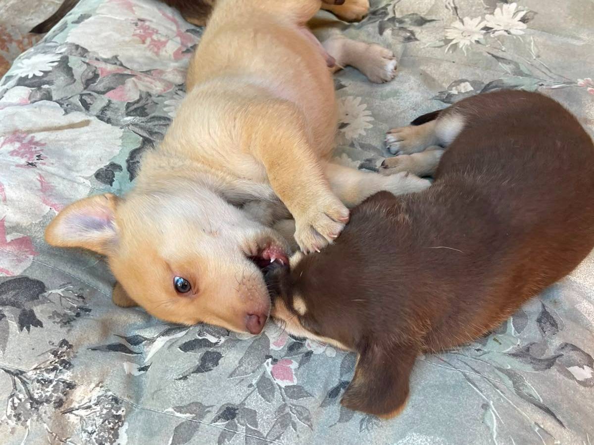 Vuoi adottare un cane a Frosinone?