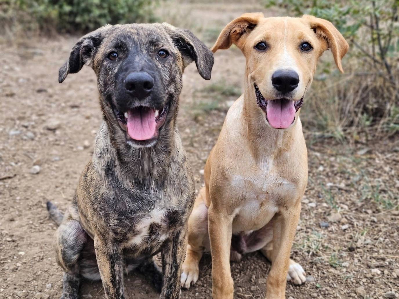 Adotta un cane, maschio, 5 mesi, Genova