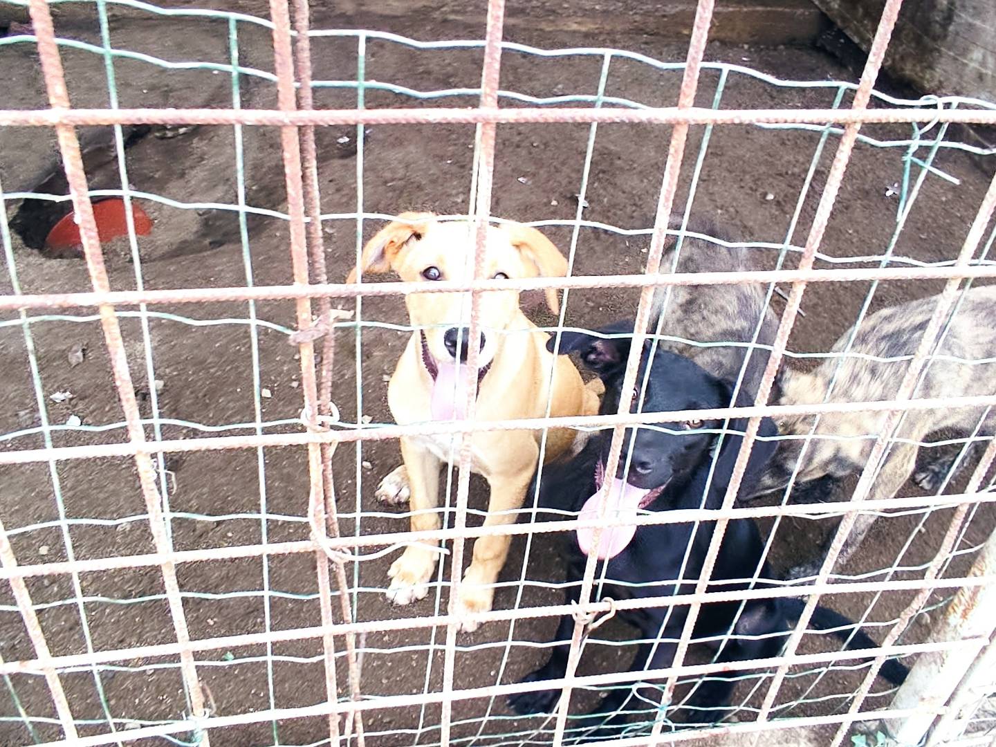 Adotta un cane, taglia media, maschio, Genova
