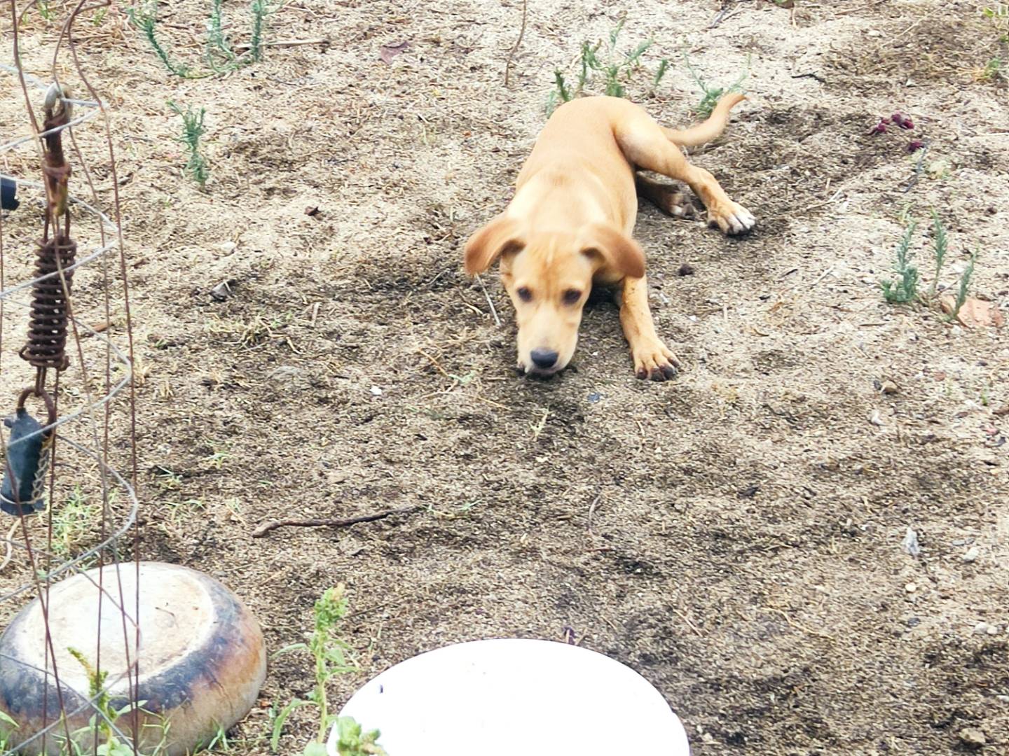 Vuoi adottare un cane a Genova?
