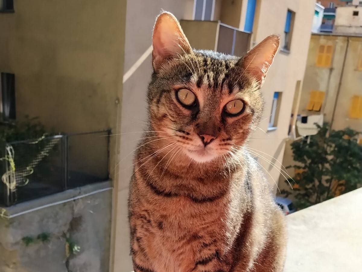 Adozione gatto, maschio, Razza sconosciuta Razza sconosciuta, 10 anni e 8 mesi, taglia non valida, Genova