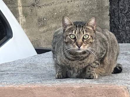 Adotta un gatto, maschio, 10 anni e 8 mesi, Genova