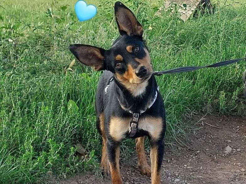 Adozione cane, maschio, Pinscher Razza sconosciuta, 1 anno e 6 mesi, taglia piccola, Milano