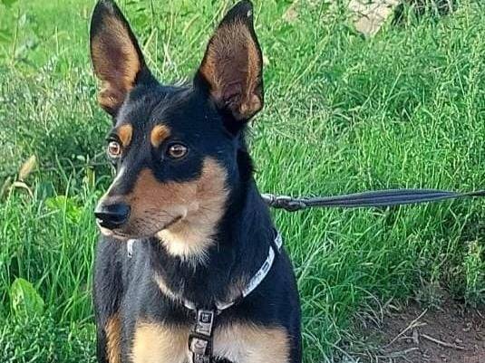 Adotta un cane, maschio, 1 anno e 6 mesi, Milano