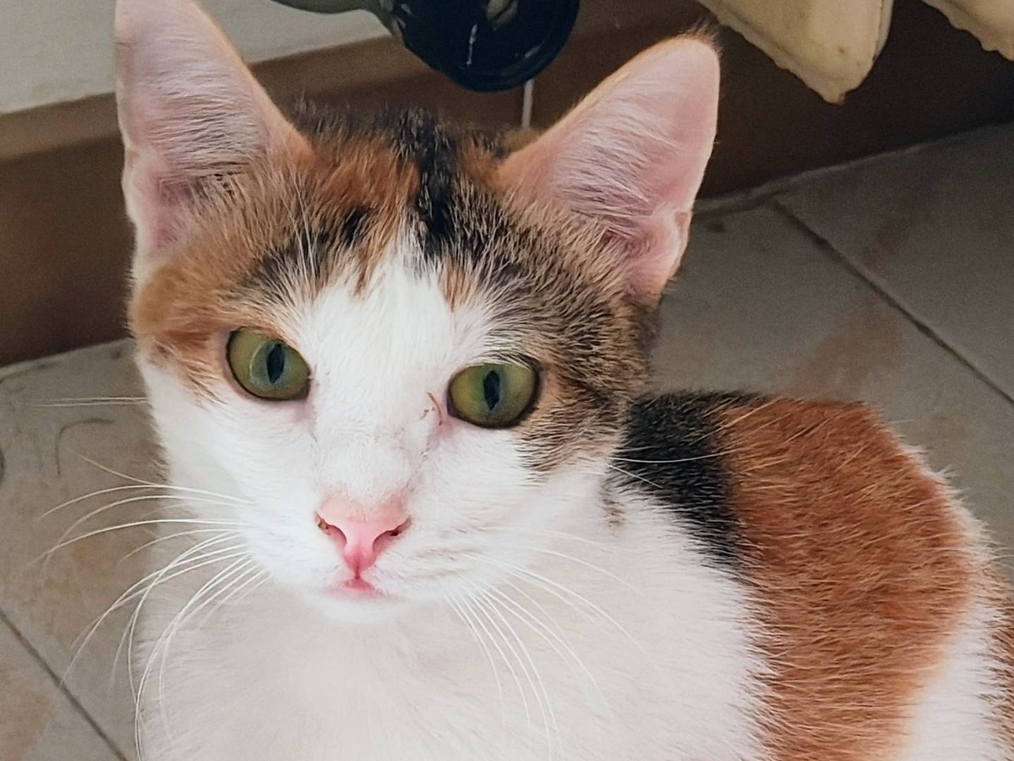 Adozione gatto, femmina, Razza sconosciuta Razza sconosciuta, 10 mesi, taglia non valida, Bari