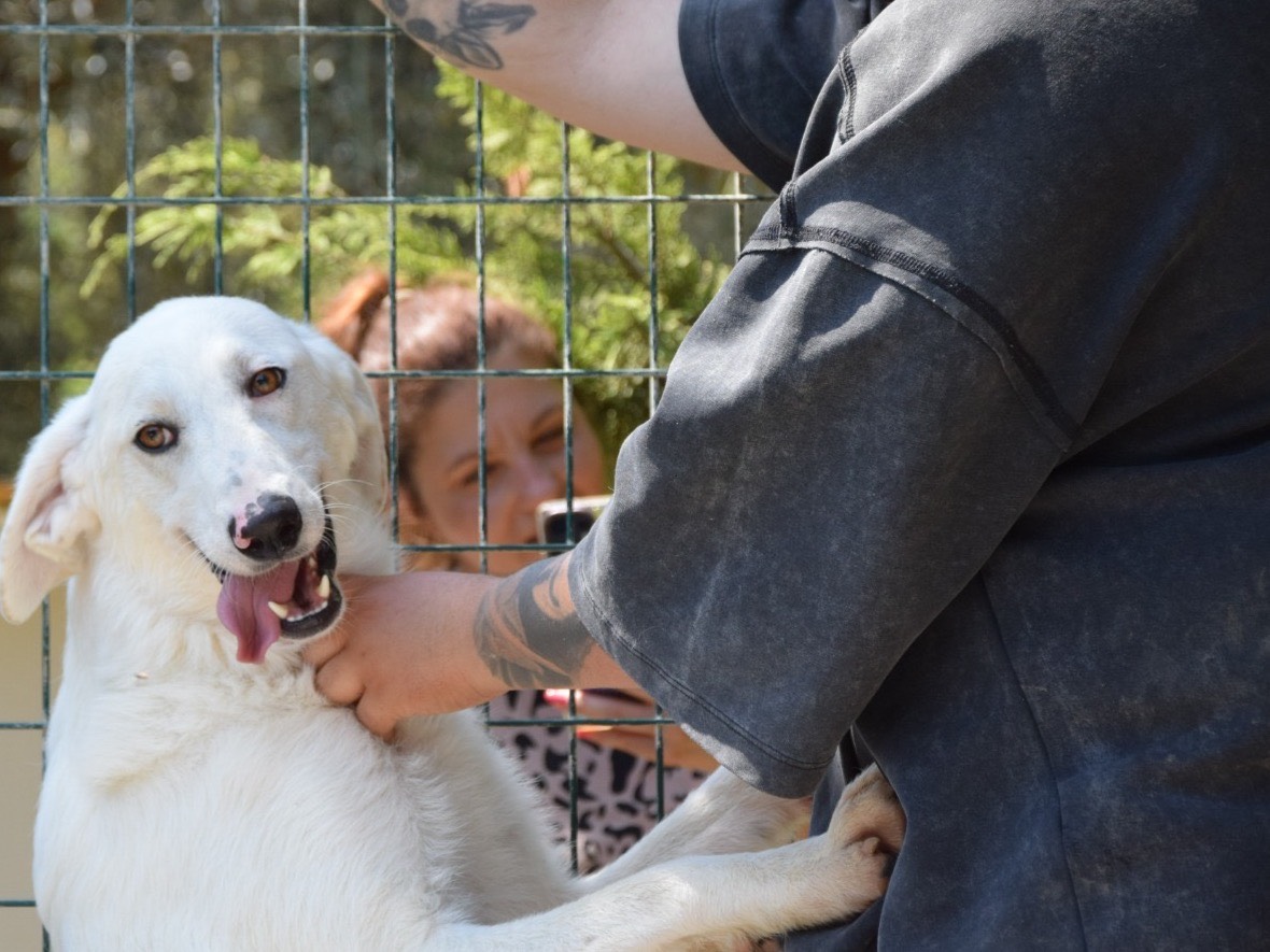 Adotta un cane, femmina, 1 anno e 1 mese, Pescara