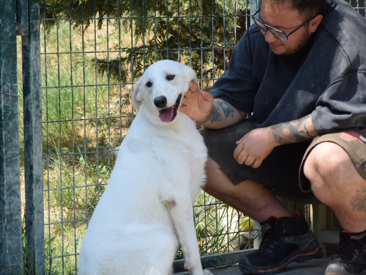 Adotta un cane, taglia media, femmina, Pescara