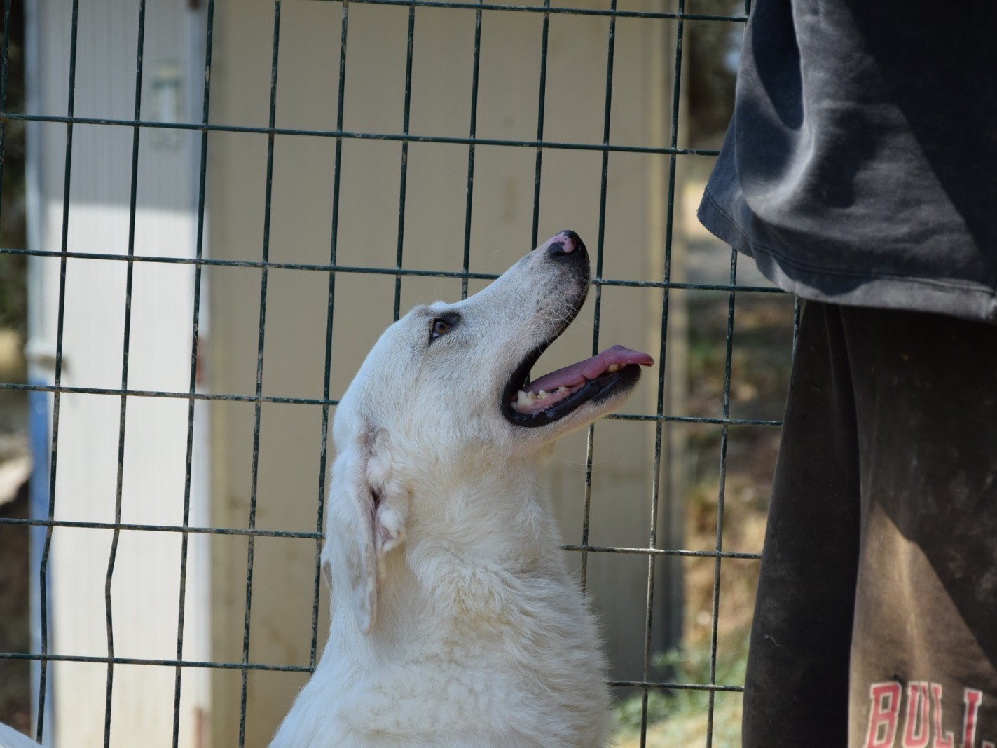 Vuoi adottare un cane a Pescara?