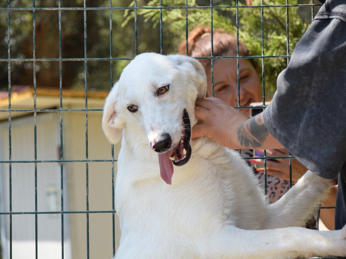 Adozione cane, femmina, Razza sconosciuta Razza sconosciuta, 1 anno e 1 mese, taglia media, Pescara