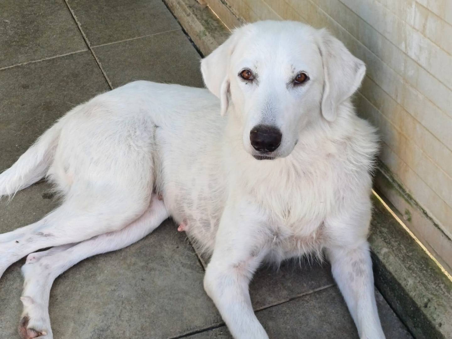 Adozione cane, femmina, Pastore maremmano Razza sconosciuta, 2 anni e 2 mesi, taglia grande, Milano