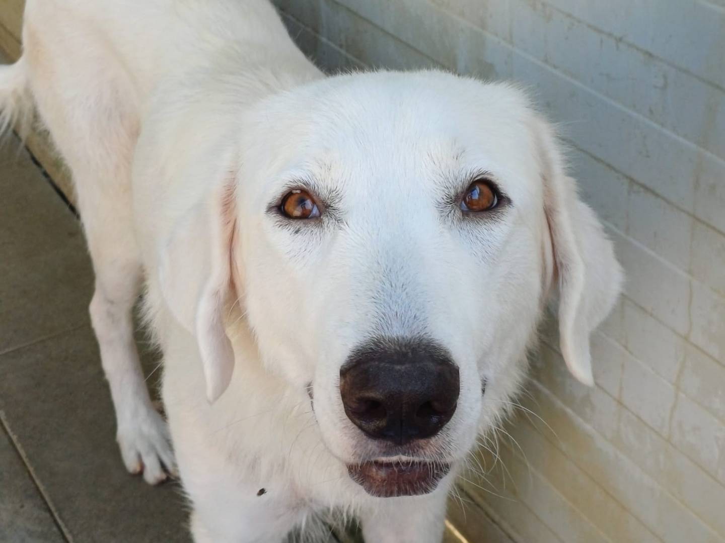 Adotta un cane, femmina, 2 anni e 2 mesi, Milano