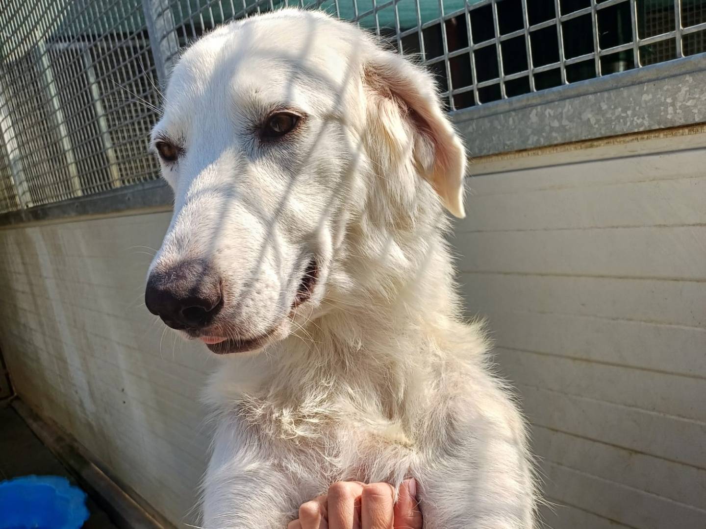 Adotta un cane, taglia grande, femmina, Milano