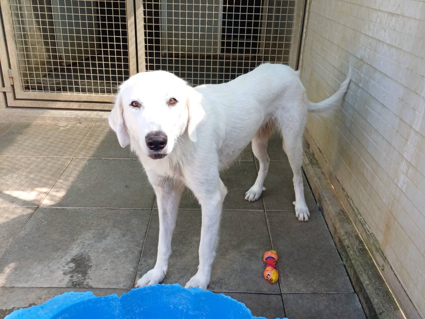 Vuoi adottare un cane a Milano?