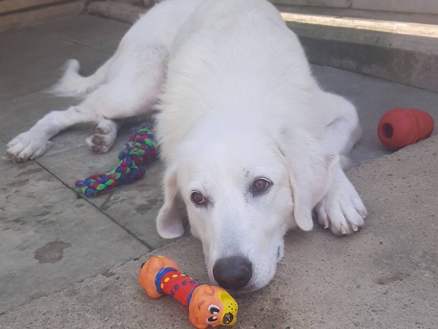 Adotta il cane Venere a Milano