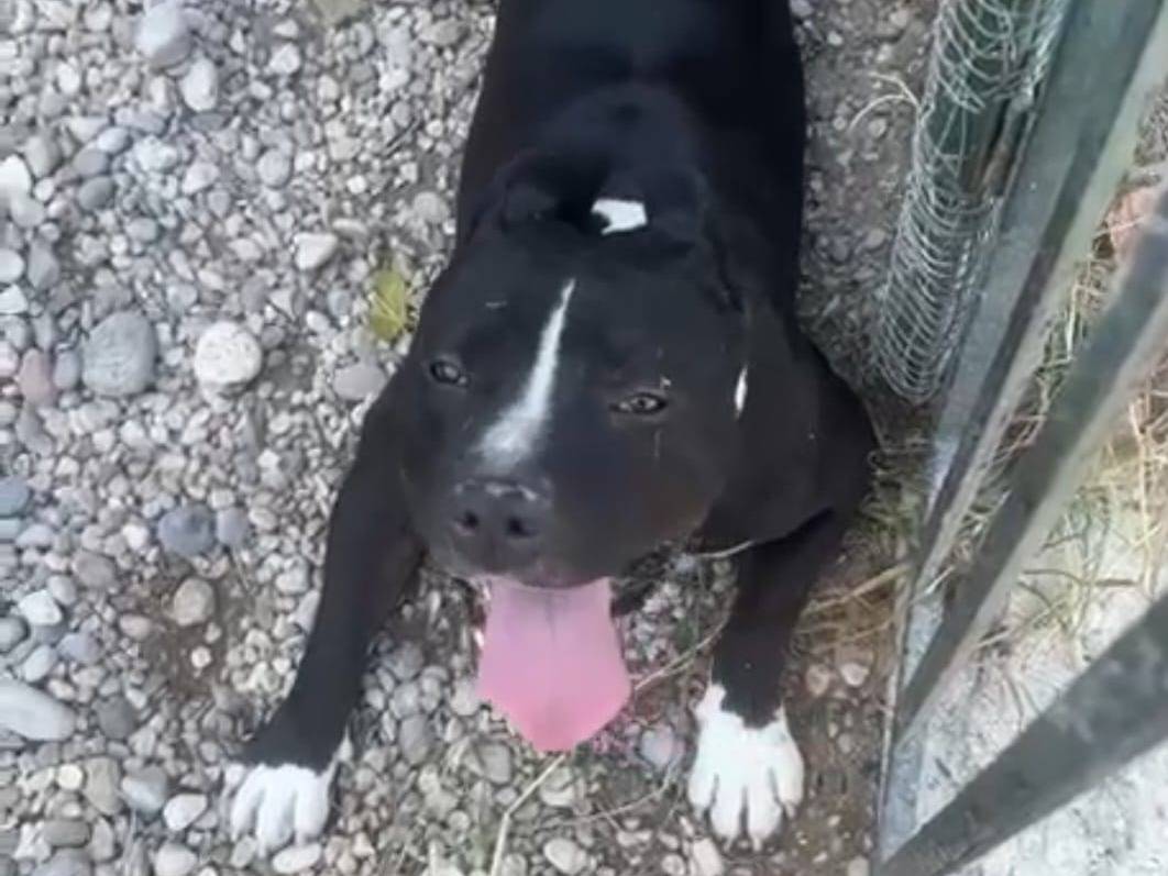 Adozione cane, maschio, Amstaff Razza sconosciuta, 3 anni e 4 mesi, taglia grande, Mantova