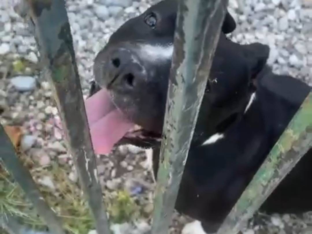 Adotta un cane, maschio, 3 anni e 4 mesi, Mantova