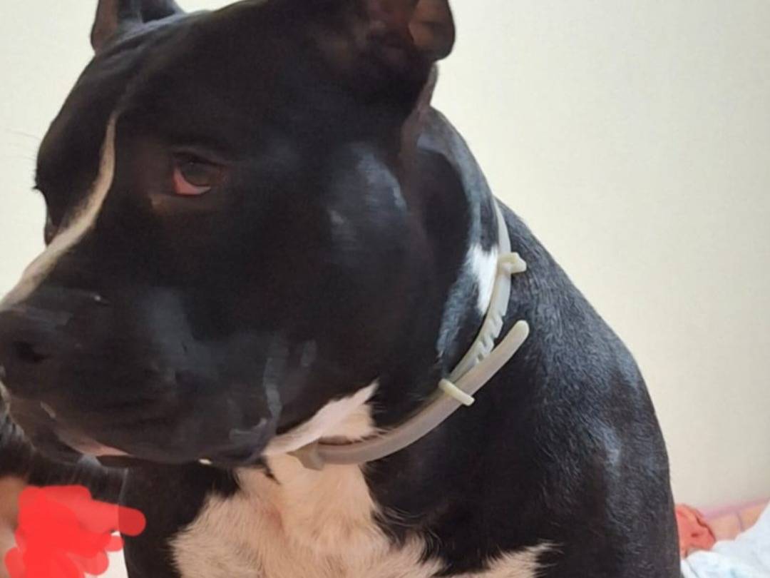 Adotta un cane, taglia grande, maschio, Mantova
