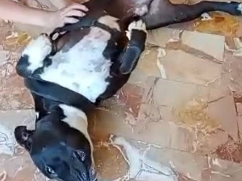 Vuoi adottare un cane a Mantova?
