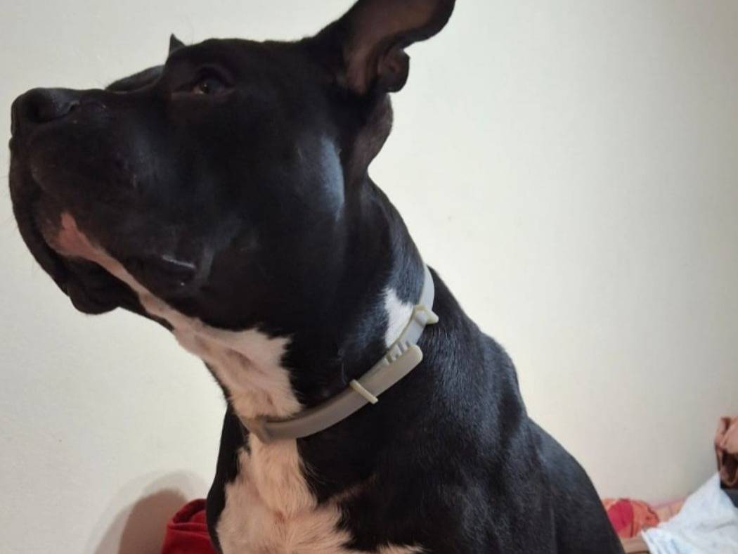 Adotta il cane Aron Amstaff super sfortunato a Mantova