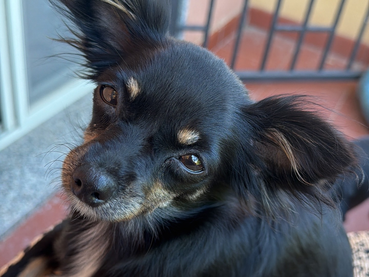 Adozione cane, femmina, Chihuahua Razza sconosciuta, 9 mesi, taglia piccola, Messina