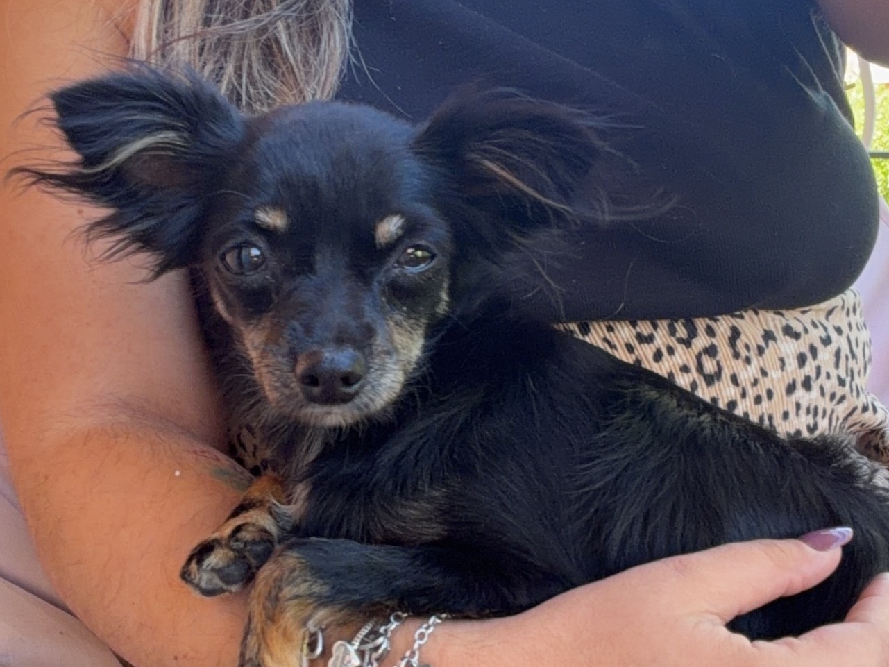 Adotta un cane, femmina, 9 mesi, Messina