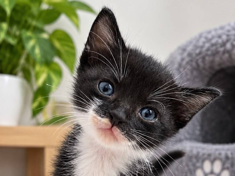 Adozione gatto, maschio, Razza sconosciuta Razza sconosciuta, 2 mesi, taglia non valida, Siracusa