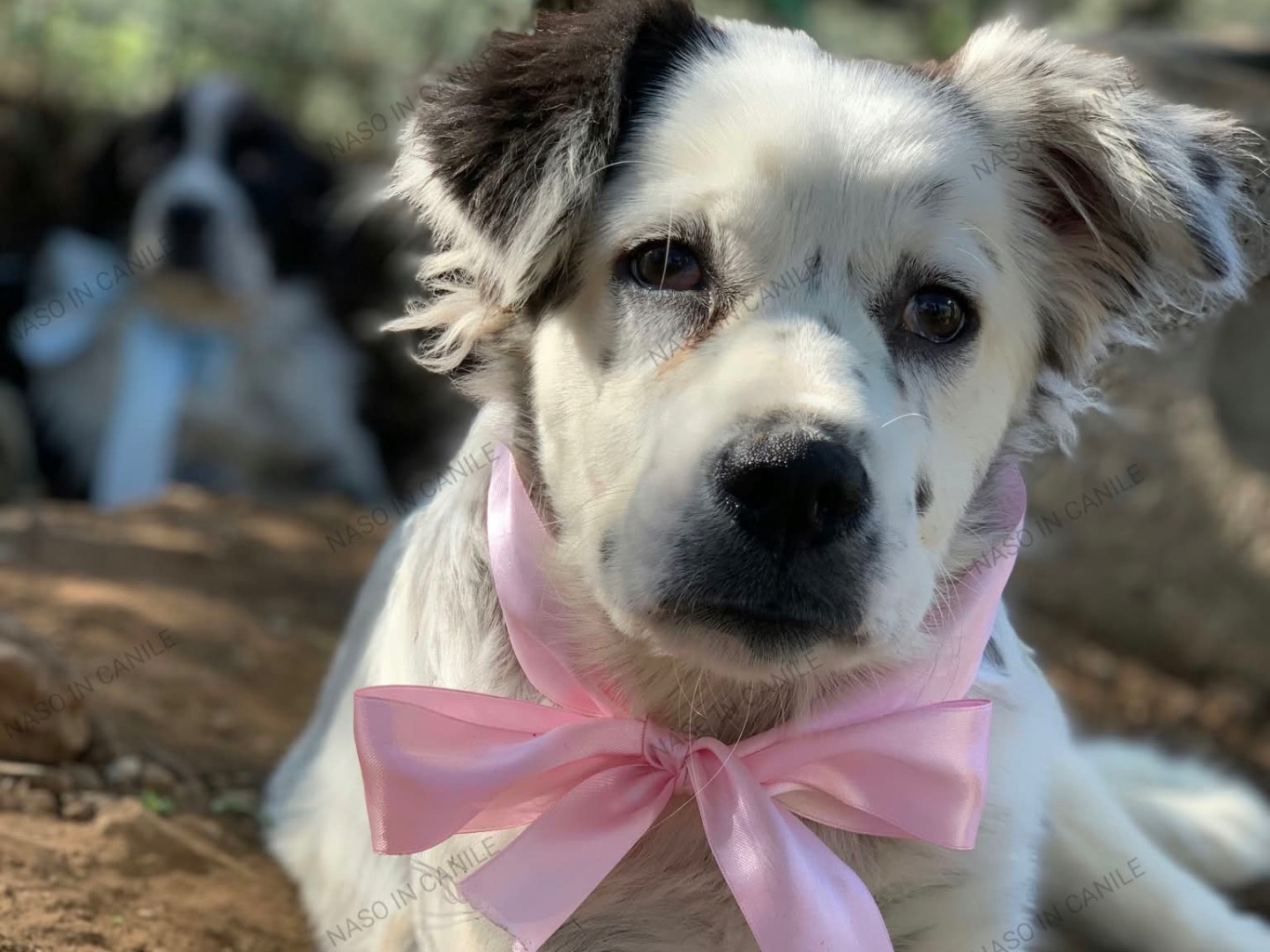 Adozione cane, femmina, Razza sconosciuta Razza sconosciuta, 4 mesi, taglia media contenuta, Latina