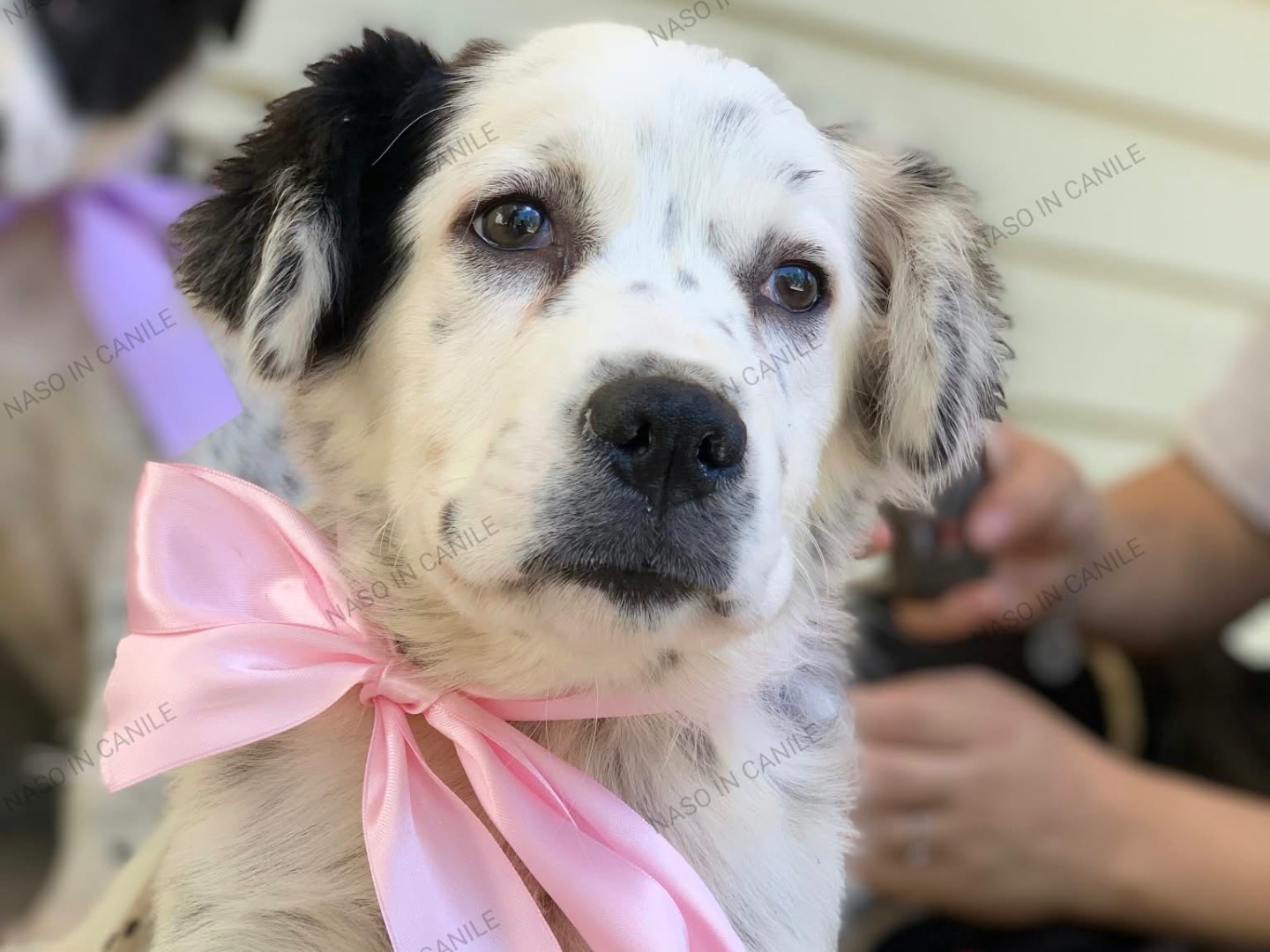 Adotta un cane, femmina, 4 mesi, Latina