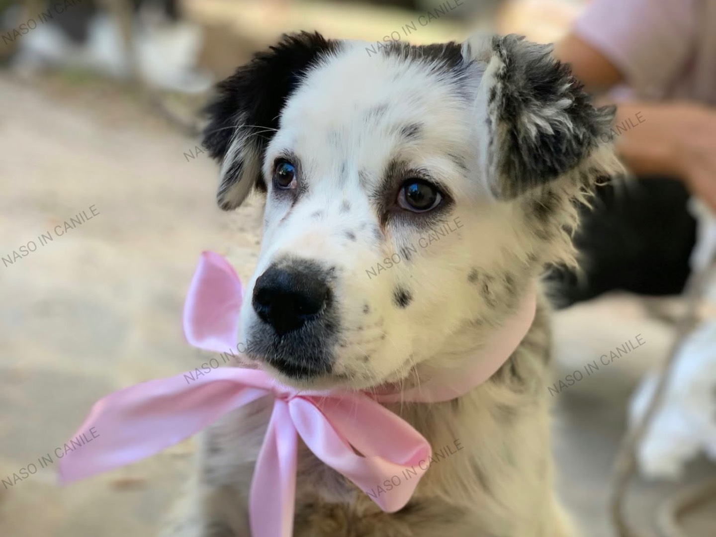 Adotta un cane, taglia media contenuta, femmina, Latina