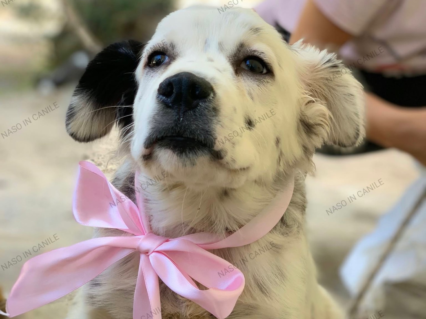 Vuoi adottare un cane a Latina?