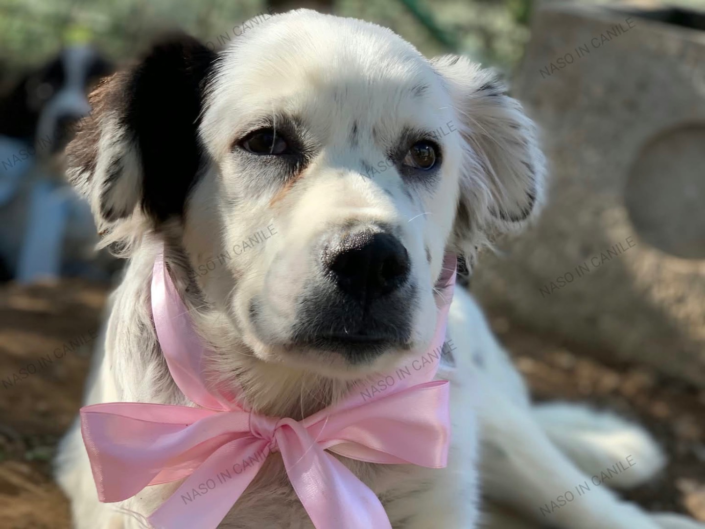 Adotta il cane Penelope  a Latina