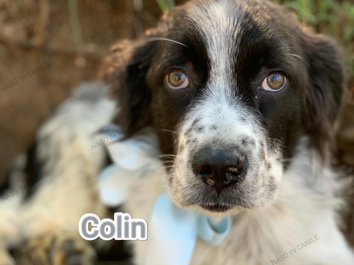 Adozione cane, maschio, Razza sconosciuta Razza sconosciuta, 4 mesi, taglia media contenuta, Latina