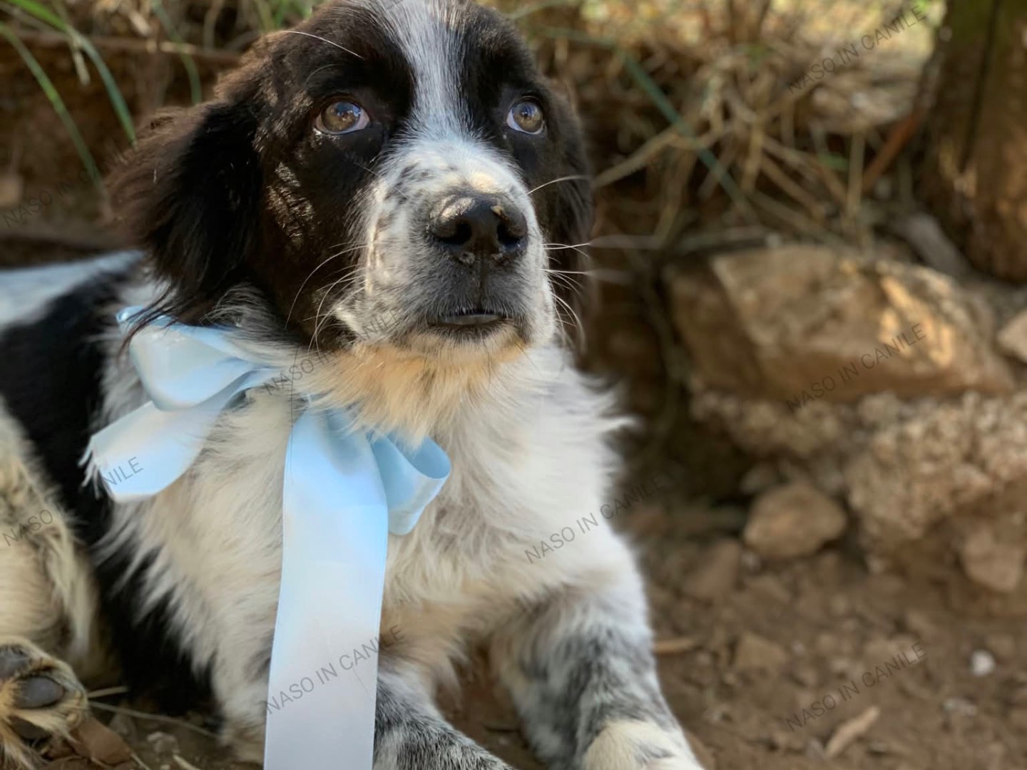 Adotta un cane, maschio, 4 mesi, Latina