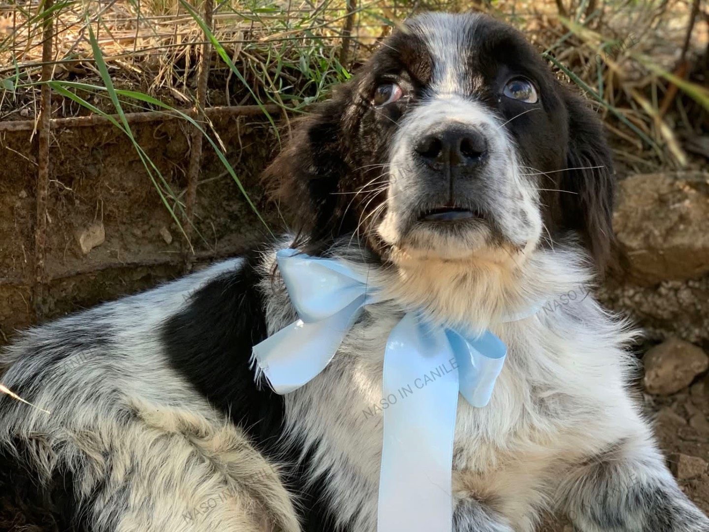 Adotta un cane, taglia media contenuta, maschio, Latina