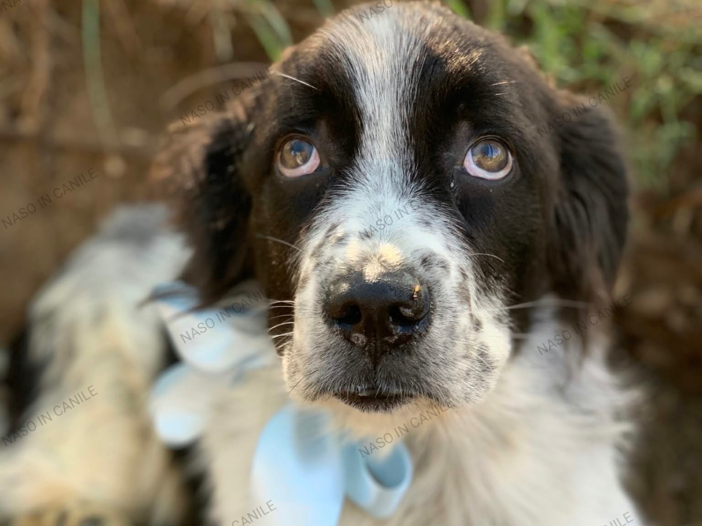 Adotta il cane Colin  a Latina