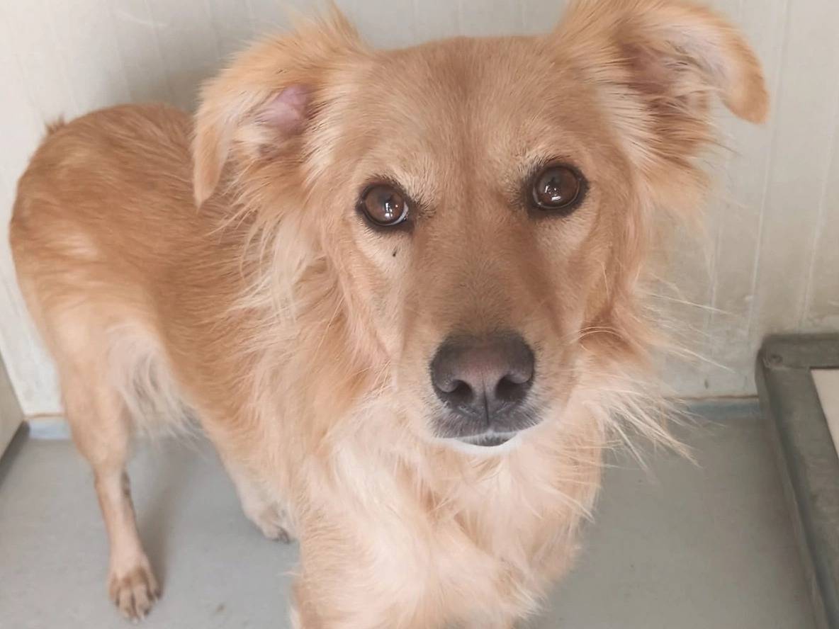 Adozione cane, femmina, Razza sconosciuta Razza sconosciuta, 2 anni, taglia piccola, Latina