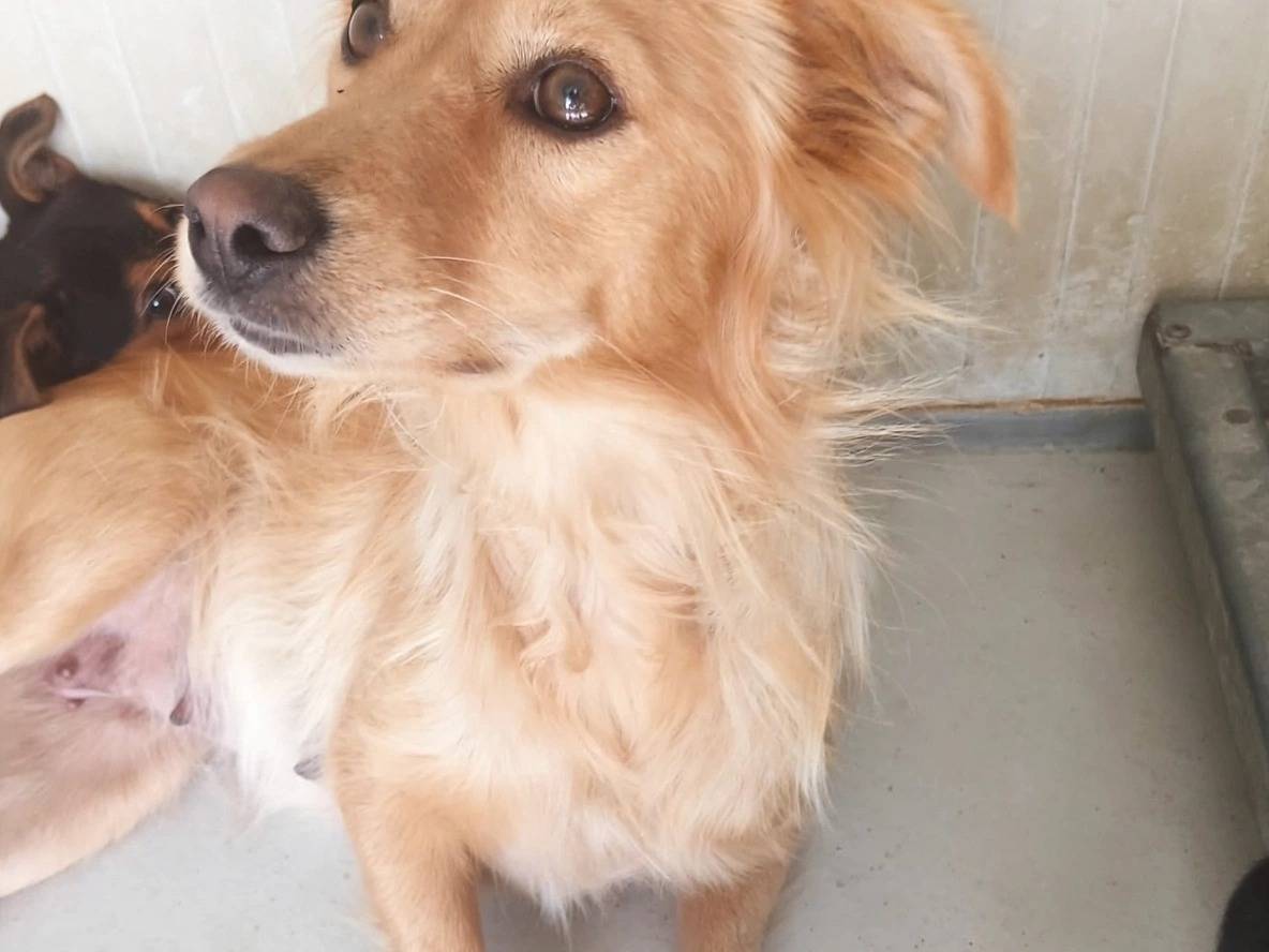 Adotta un cane, femmina, 2 anni, Latina