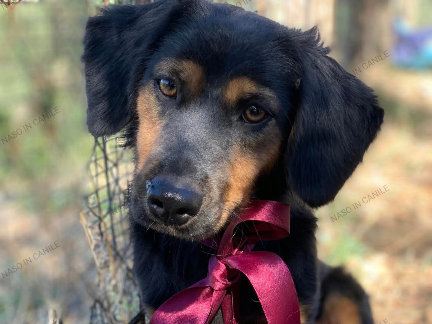 Adotta un cane, taglia piccola, femmina, Latina