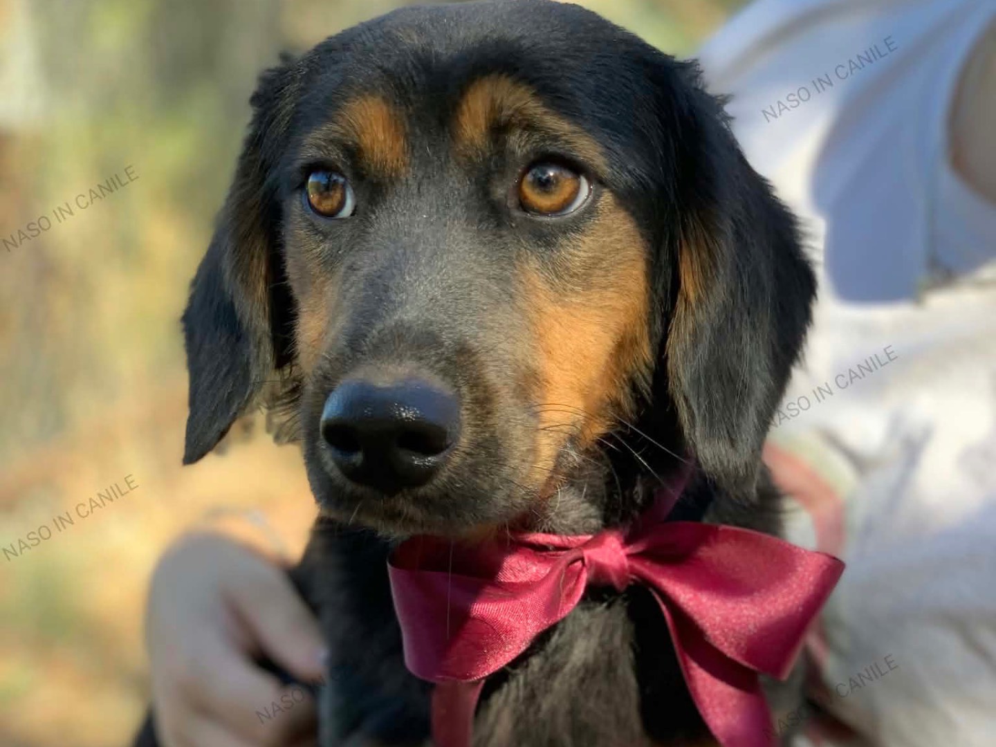 Adotta un cane, femmina, 1 anno e 4 mesi, Latina