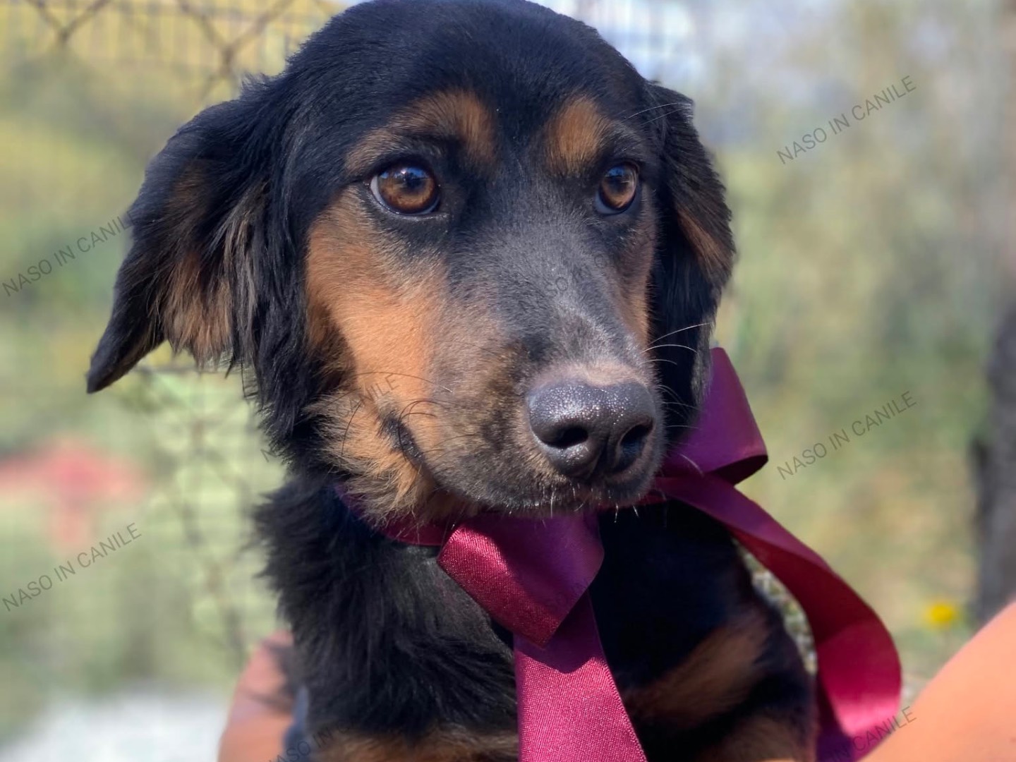 Adozione cane, femmina, Razza sconosciuta Razza sconosciuta, 1 anno e 4 mesi, taglia piccola, Latina