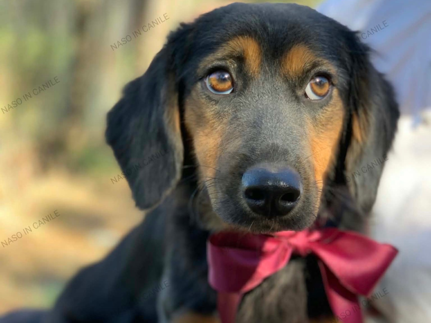 Vuoi adottare un cane a Latina?