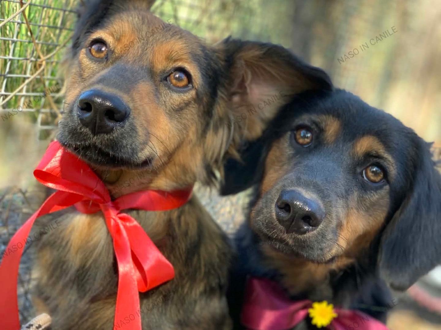 Adotta il cane June a Latina