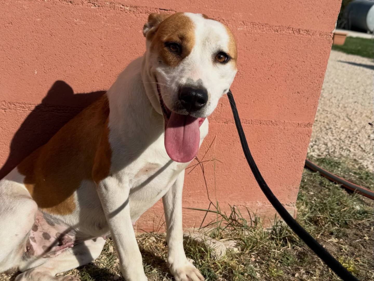 Adozione cane, femmina, Razza sconosciuta Razza sconosciuta, 2 anni e 3 mesi, taglia media, Matera