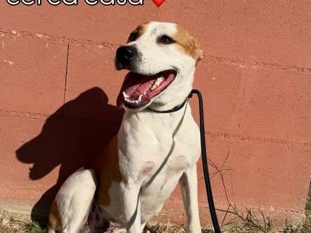 Adotta un cane, femmina, 2 anni e 3 mesi, Matera