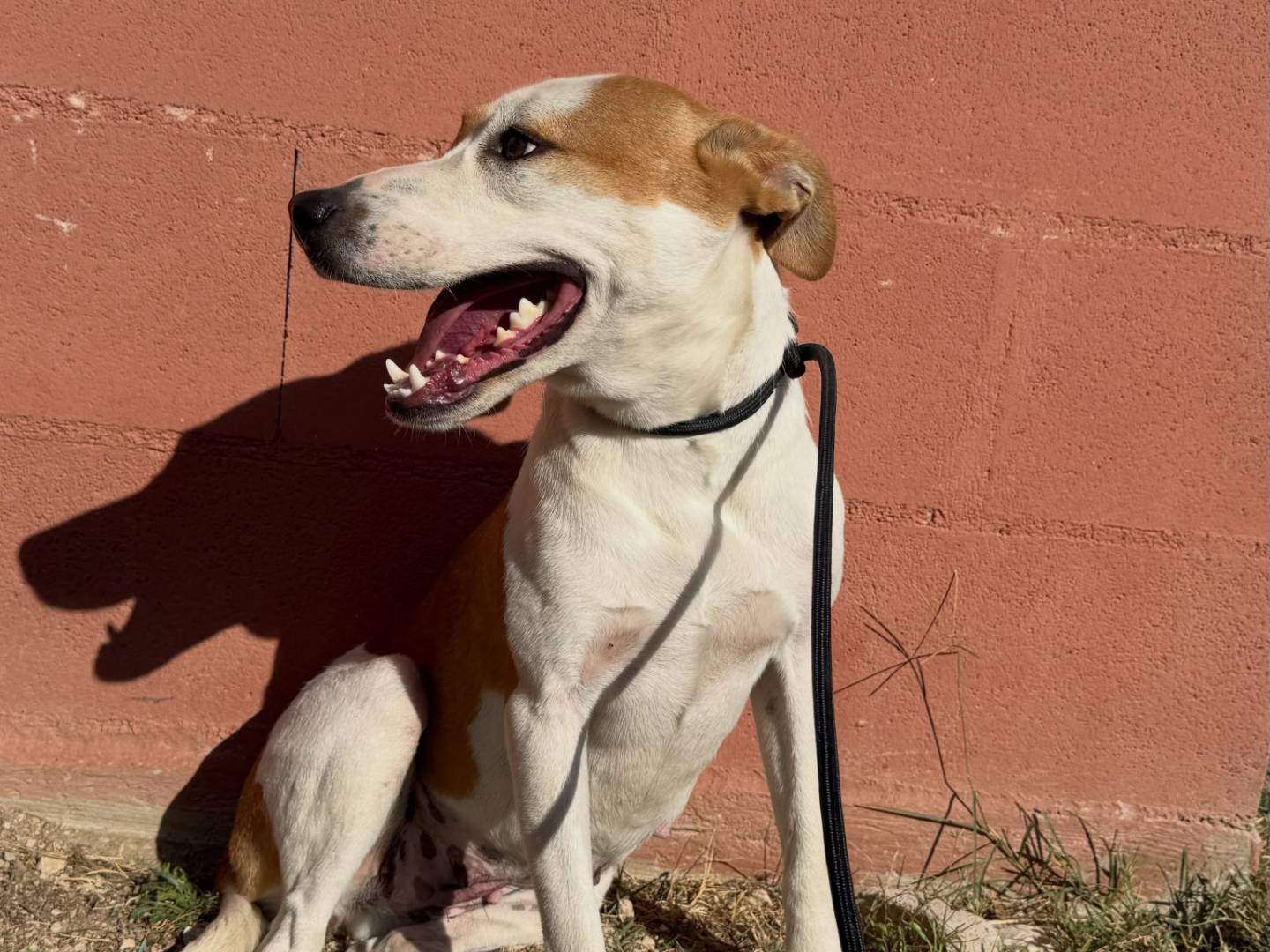 Adotta un cane, taglia media, femmina, Matera