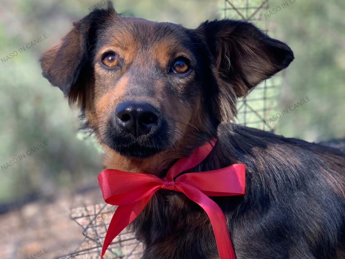 Adotta un cane, femmina, 1 anno e 4 mesi, Latina