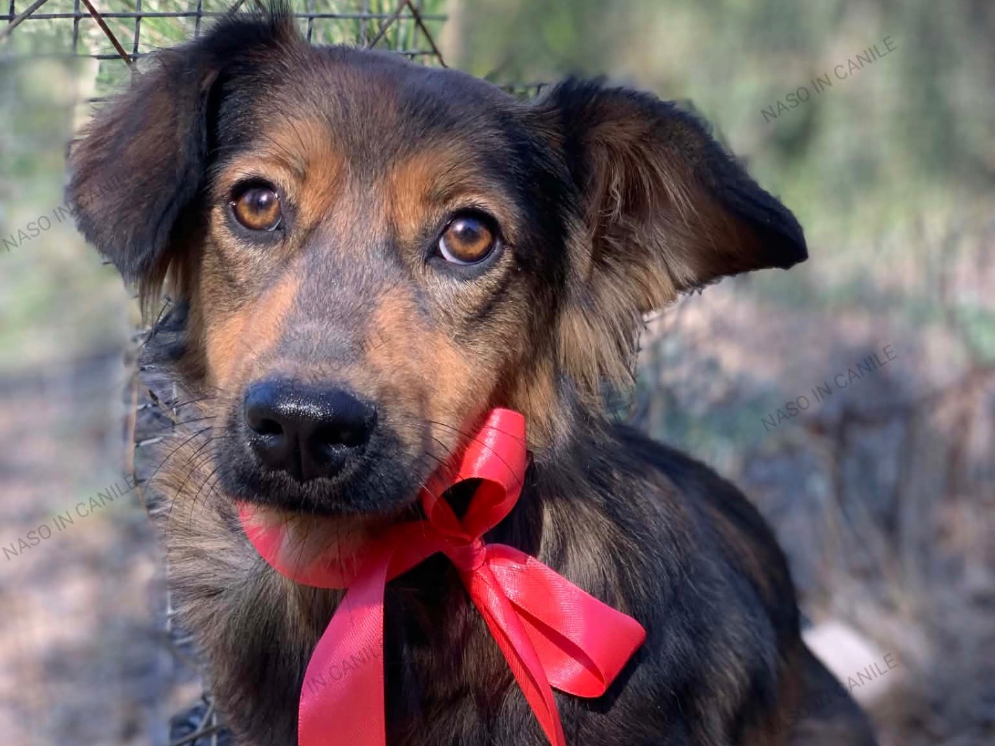 Adotta un cane, taglia piccola, femmina, Latina