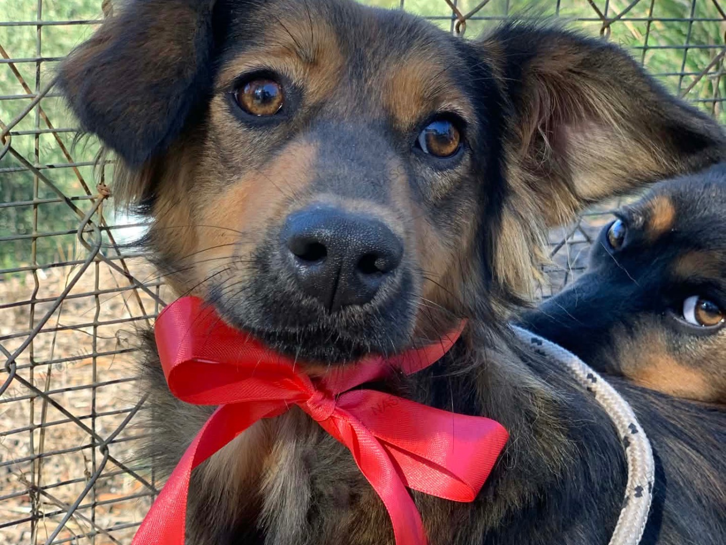 Vuoi adottare un cane a Latina?
